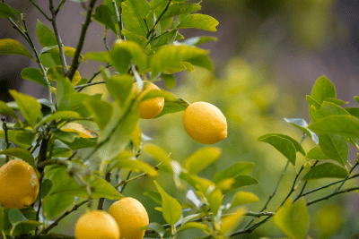 Lemon Tree