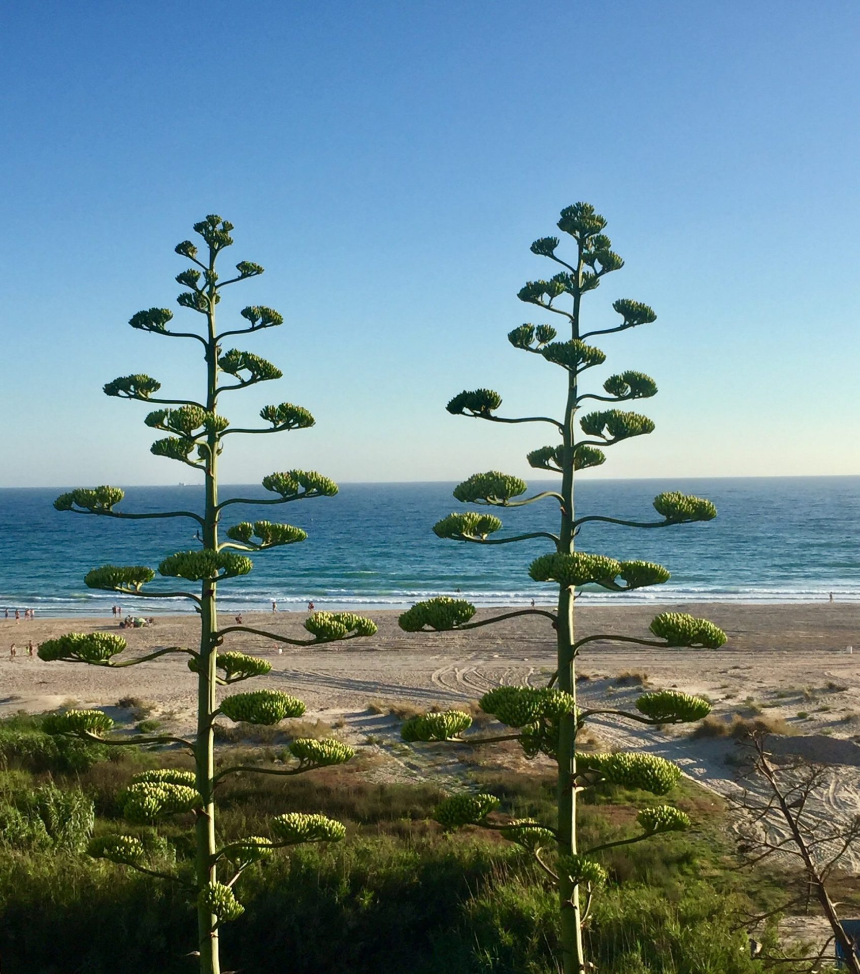 Playa Conil Fontanilla